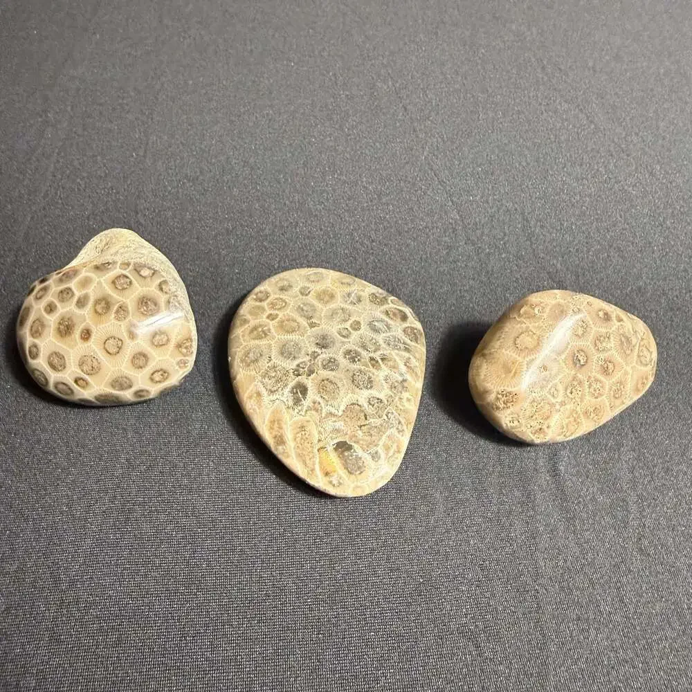 Lot of 3 fossils